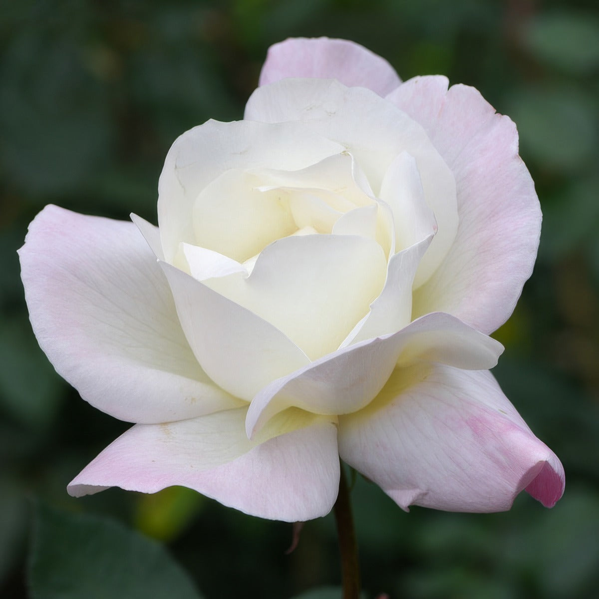 Rose Ice Princess - Garden Express Australia