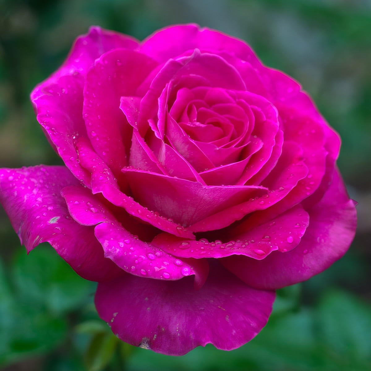 Rose Mornington Rose Rosfmor - Garden Express Australia