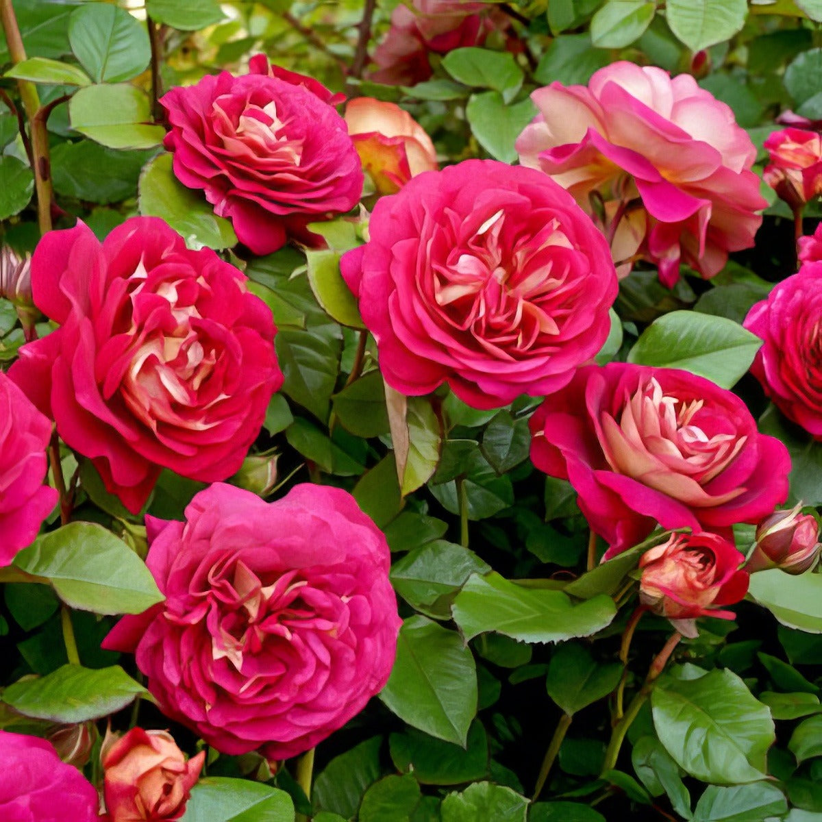 Rose No Surrender Rosfnsu - Garden Express Australia