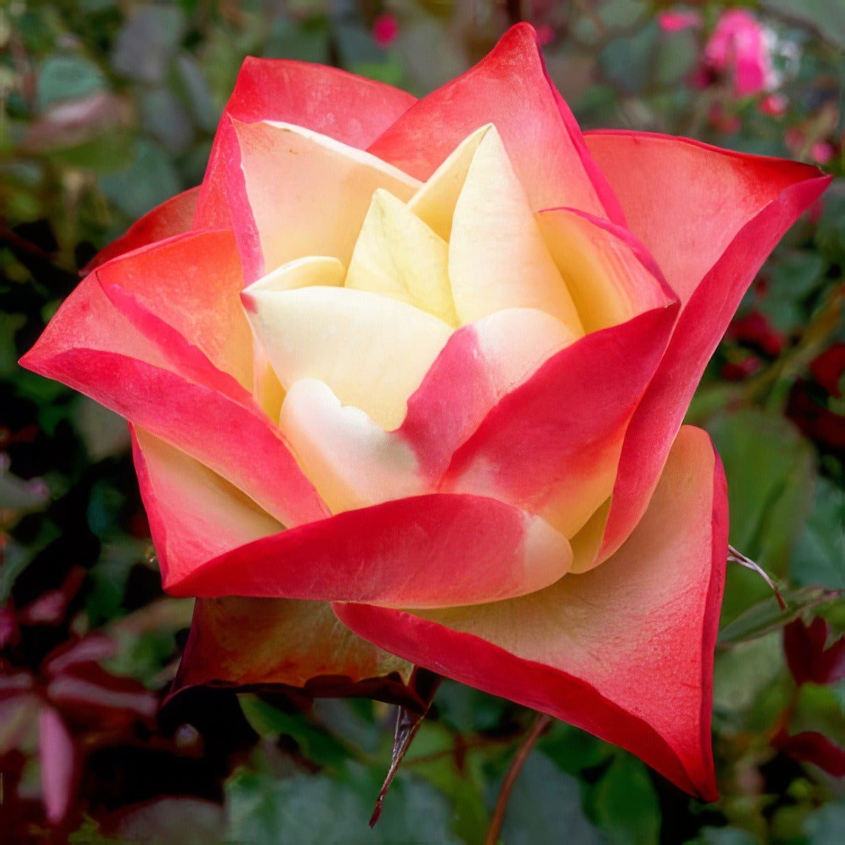 Origami Rosfori - Garden Express Australia