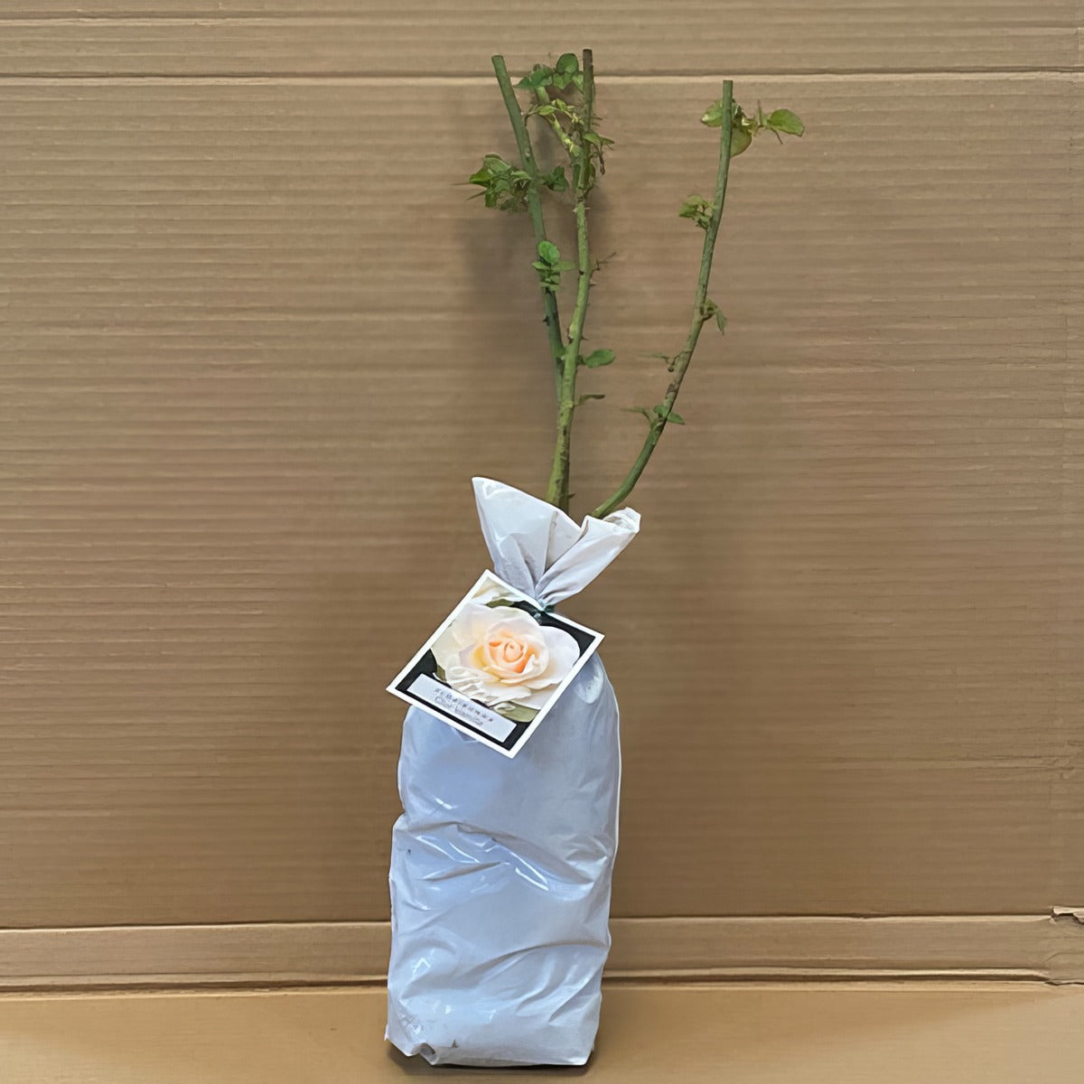 Rose Our Vanilla Rosfova 1 - Garden Express Australia