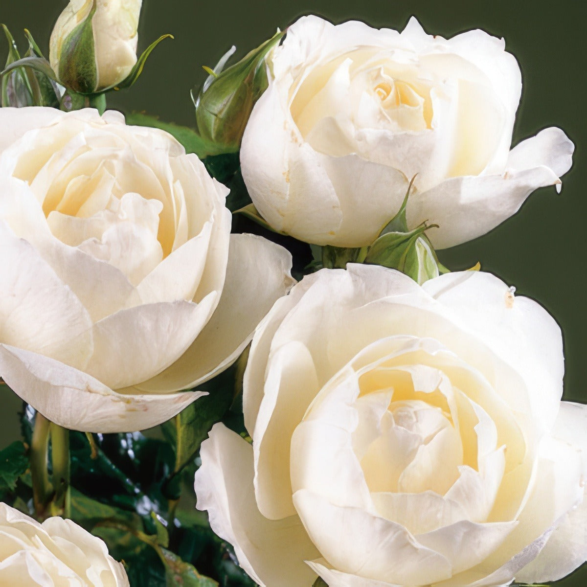Princess Of Wales 15 Fot - Garden Express Australia