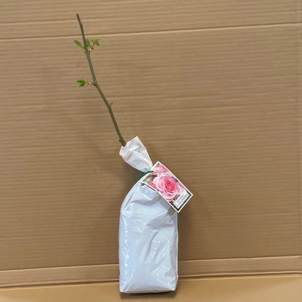 Rose Perfume Perfection Rosfppe 1 - Garden Express Australia