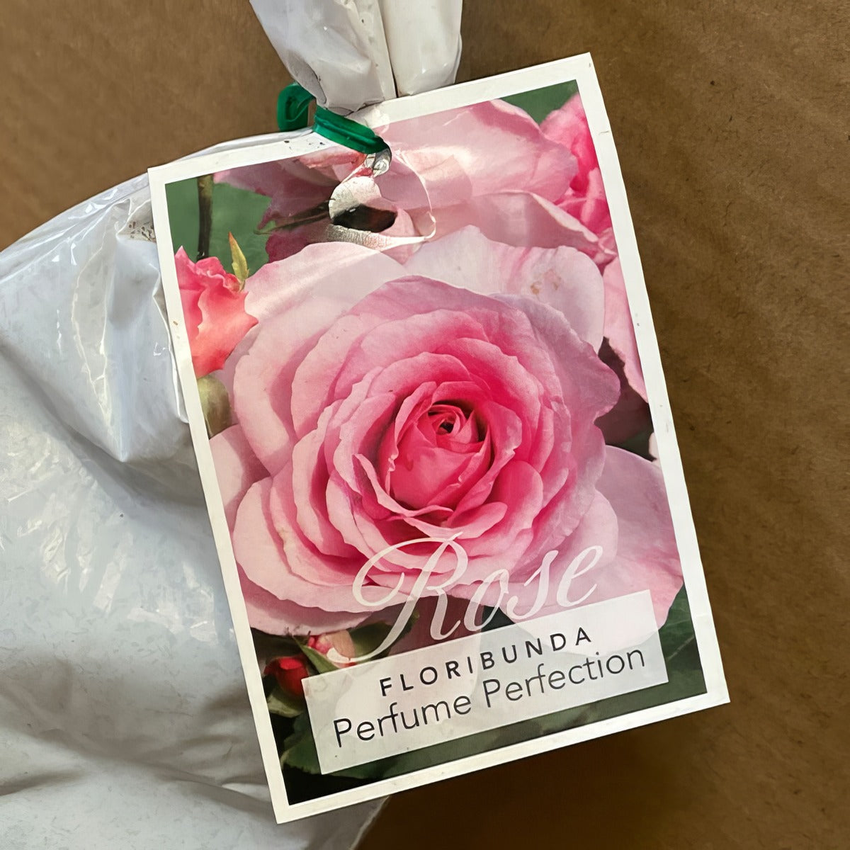 Rose Perfume Perfection Rosfppe 2 - Garden Express Australia