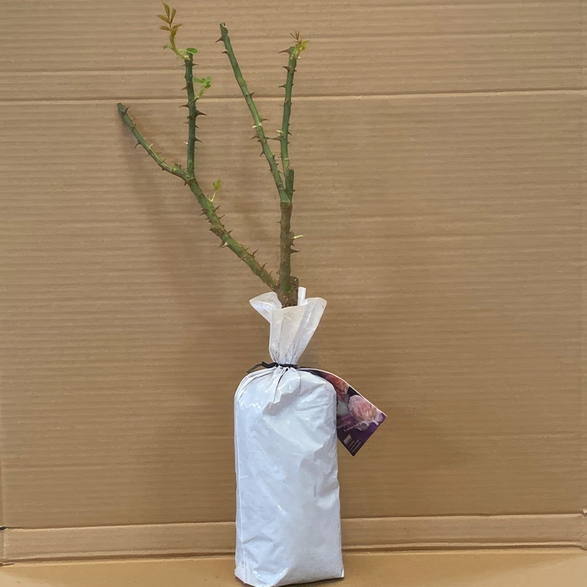Rose Seduction Rosfsed 1 - Garden Express Australia