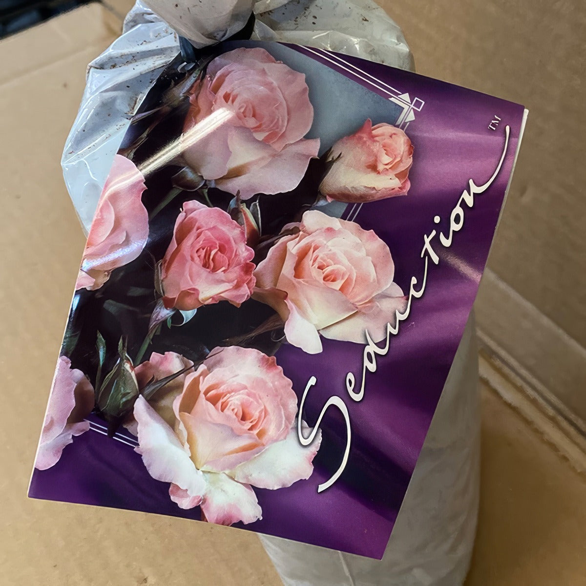Rose Seduction Rosfsed 2 - Garden Express Australia