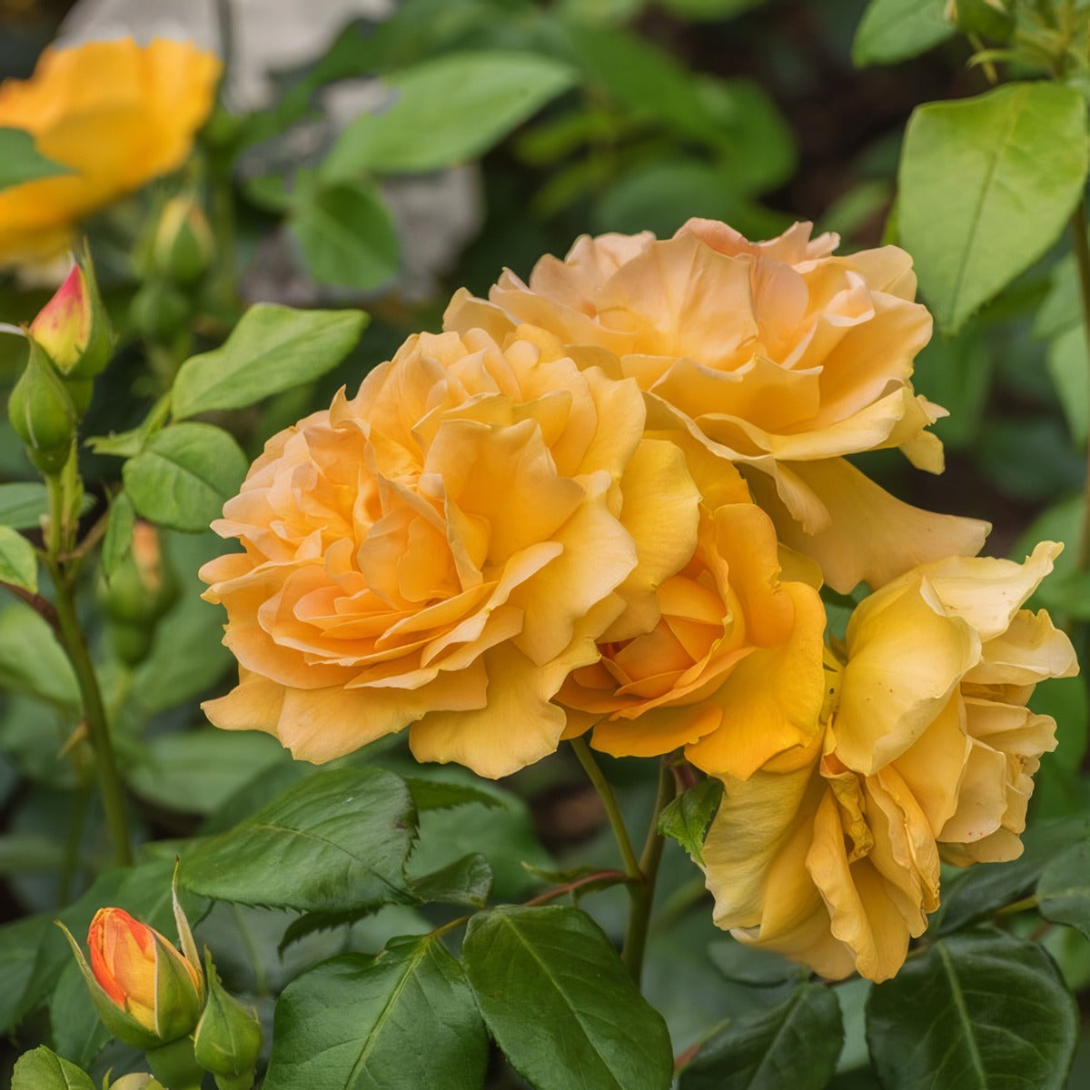 Rose Tantaus Bernstein Rosftbe - Garden Express Australia