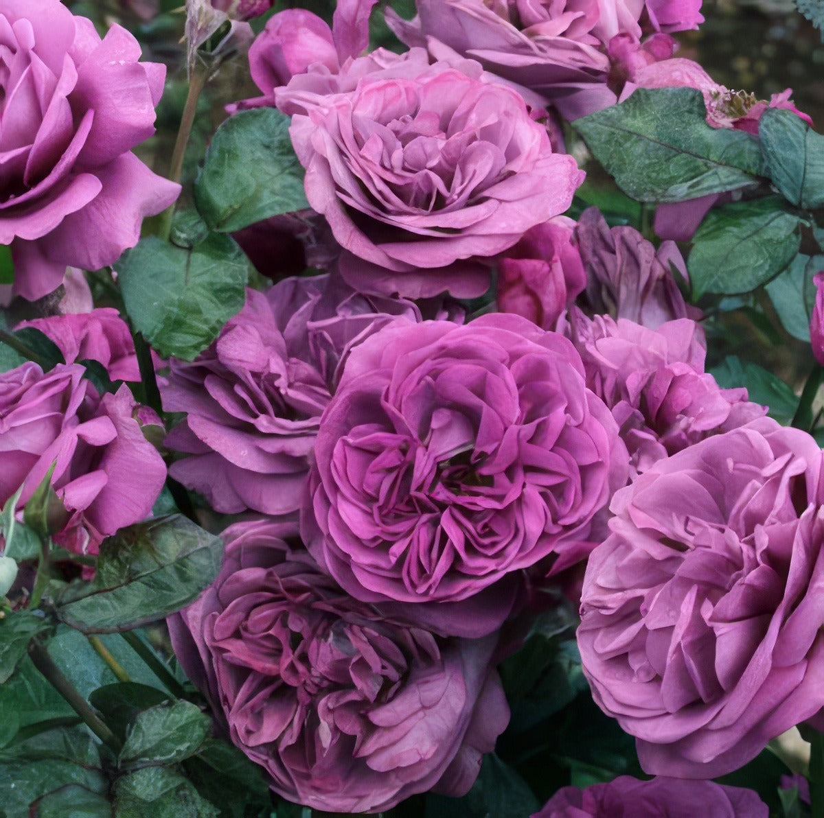 Transplant Australia S Thank You Rose - Garden Express Australia