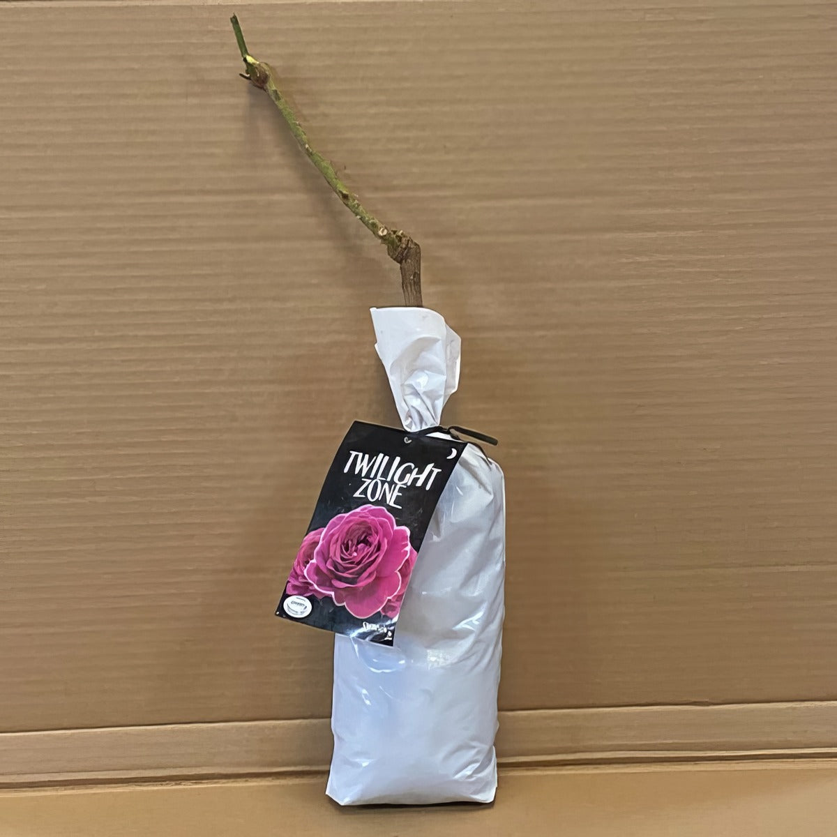 Rose Twilight Zone Rosftzo 1 - Garden Express Australia