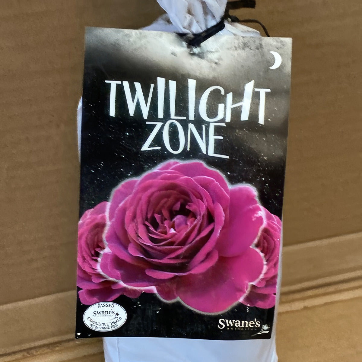 Rose Twilight Zone Rosftzo 2 - Garden Express Australia