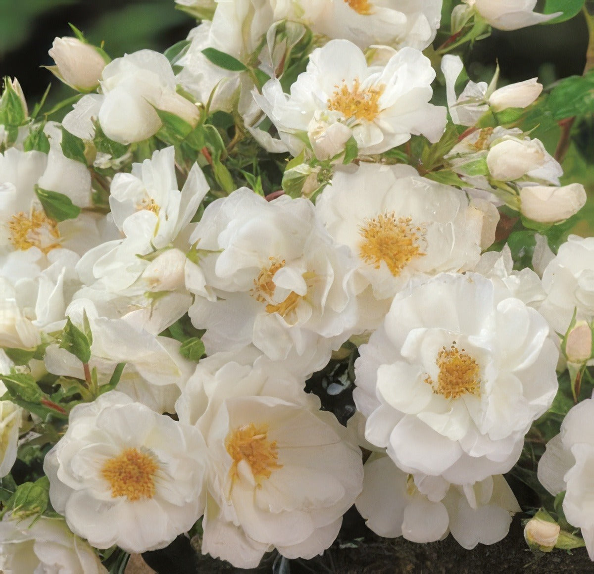 Heidesommer 2020 Rosghei - Garden Express Australia