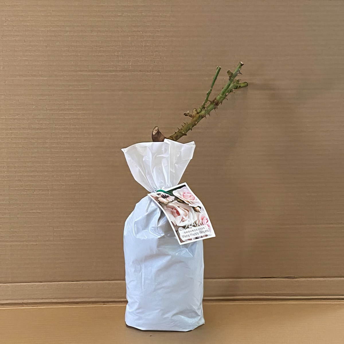 Groundcover Many Happy Returns Rosgmhr 1 - Garden Express Australia