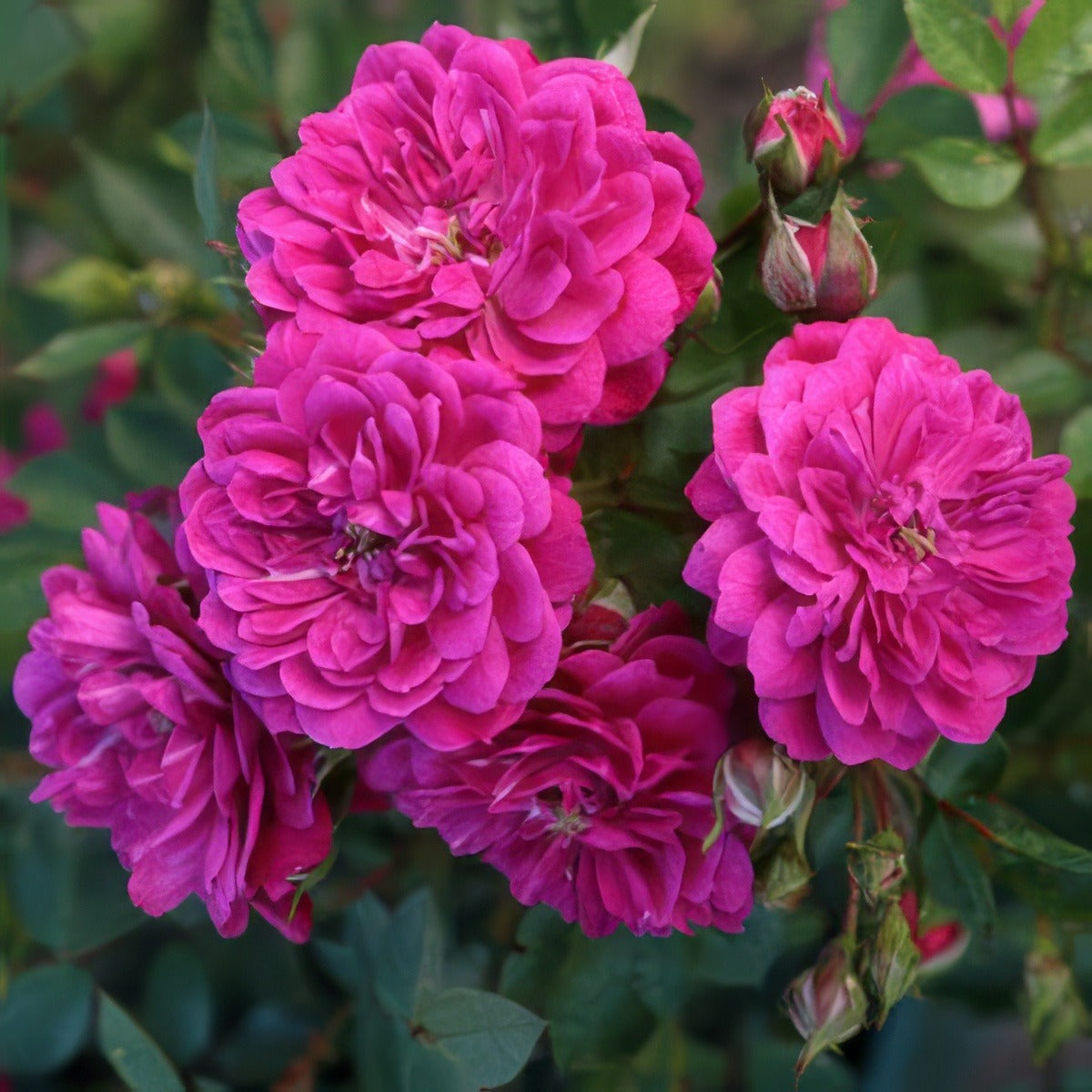 Purple Rain Rosgpra - Garden Express Australia