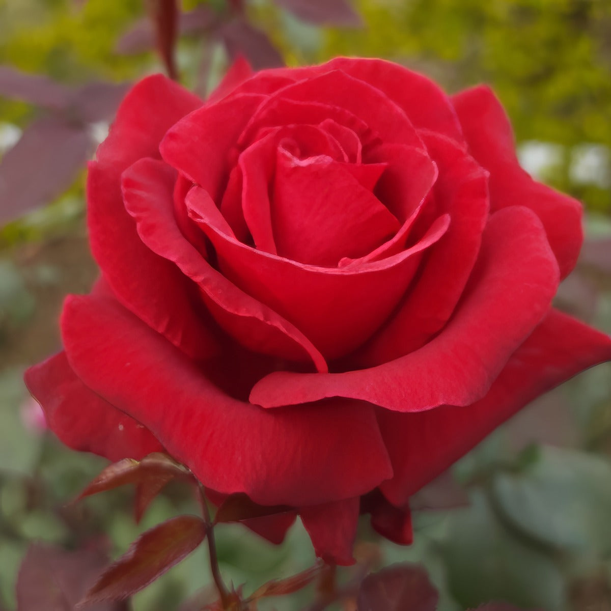Rose The Australian Bicentennial Roshtab - Garden Express Australia