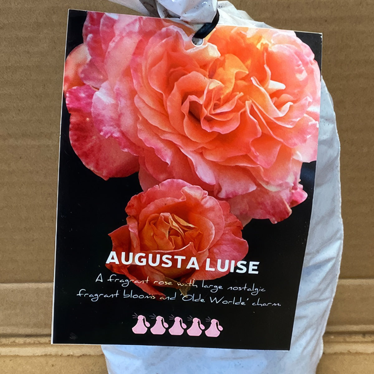 Rose Agusta Luise 0roshalu 2 - Garden Express Australia