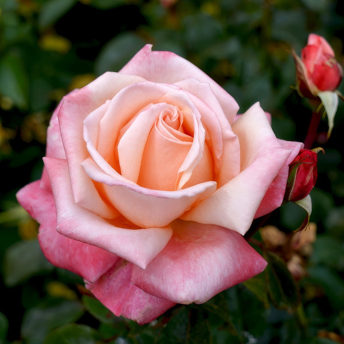 Rose Aotearoa Roshaot - Garden Express Australia