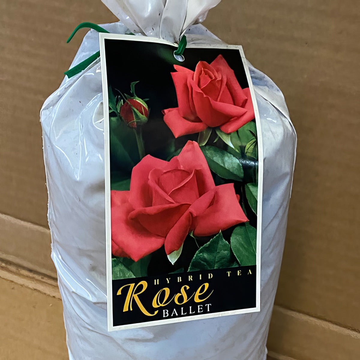 Rose Ballet Roshbal 2 - Garden Express Australia