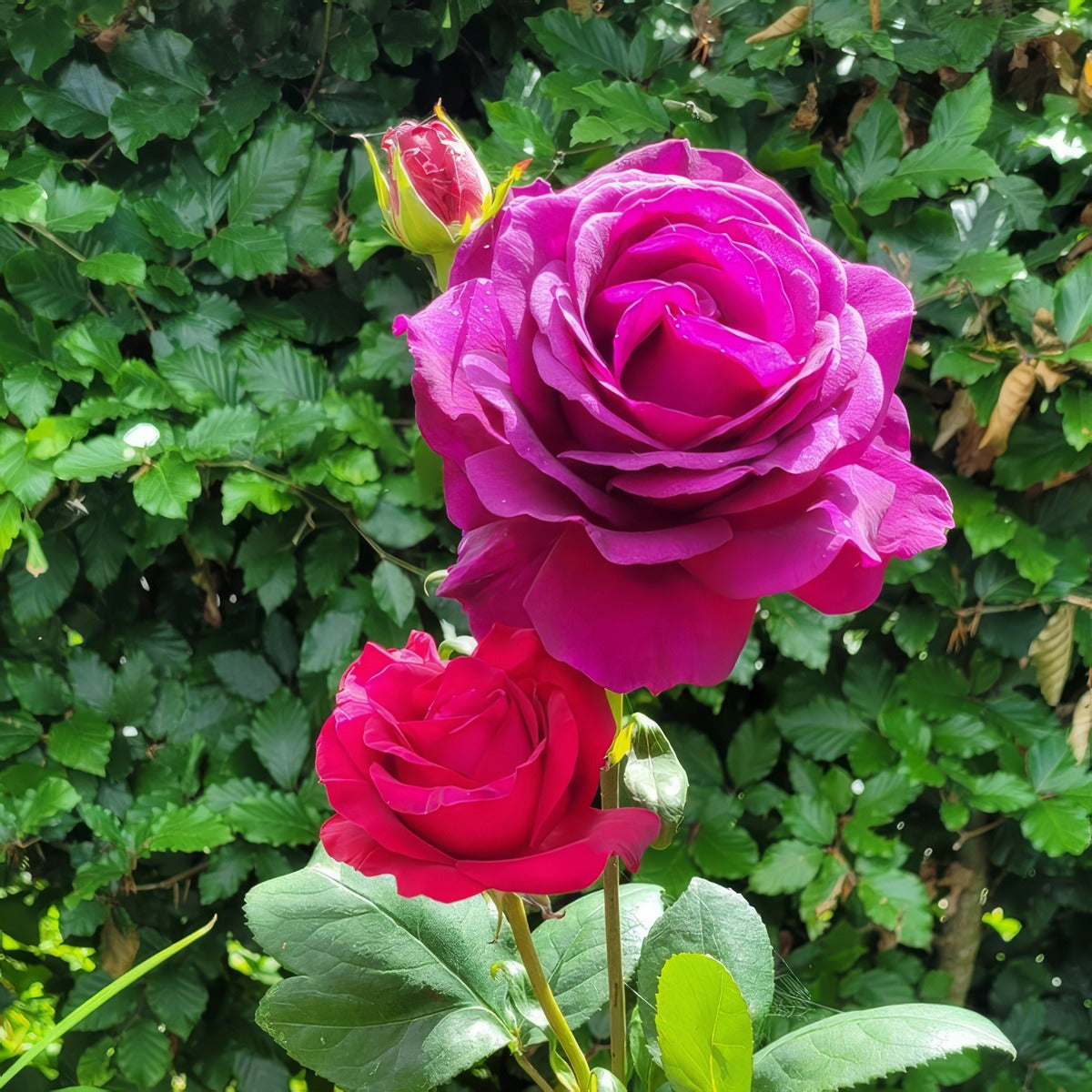 Rose Big Purple - Garden Express Australia