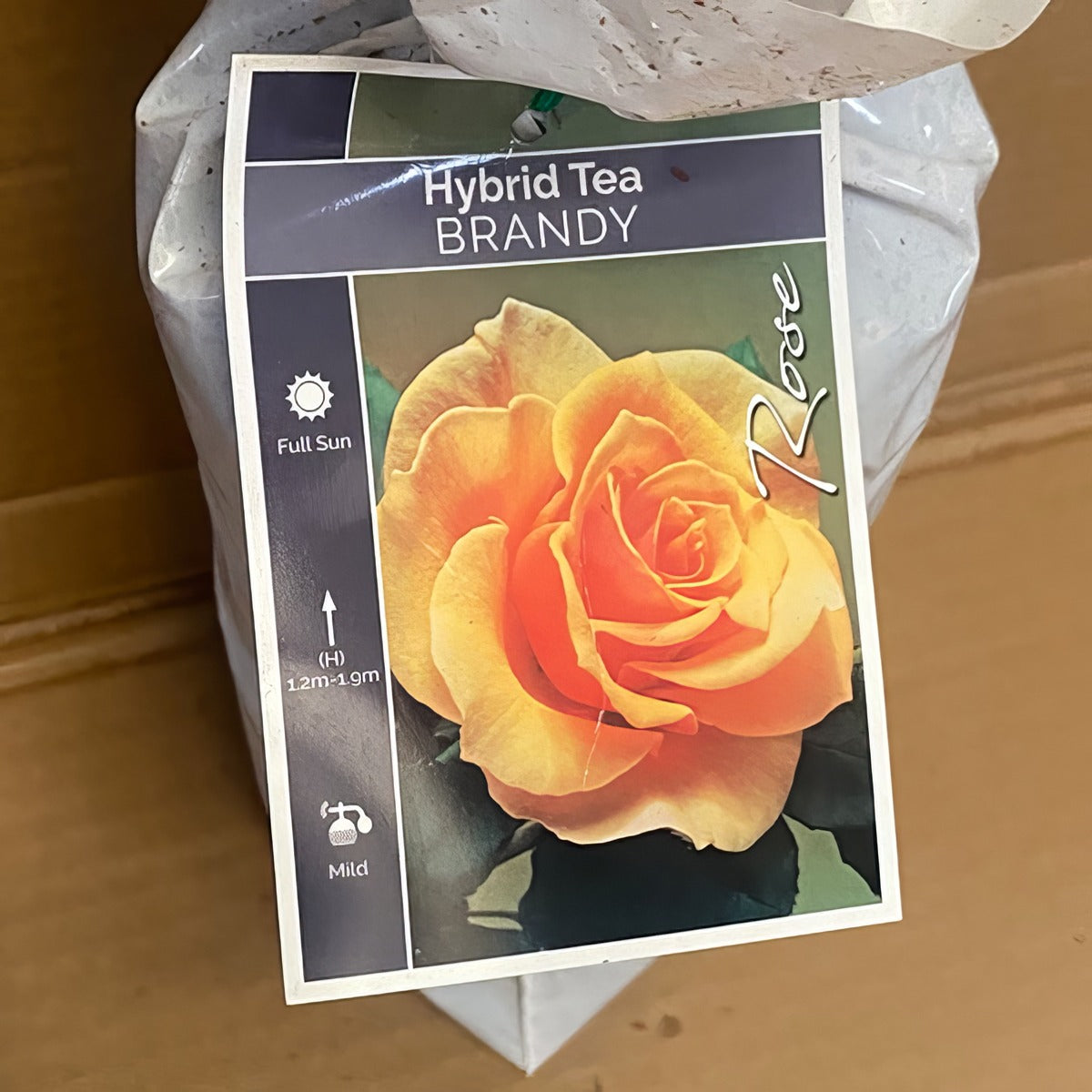 Rose Brandy Roshbra 1 - Garden Express Australia
