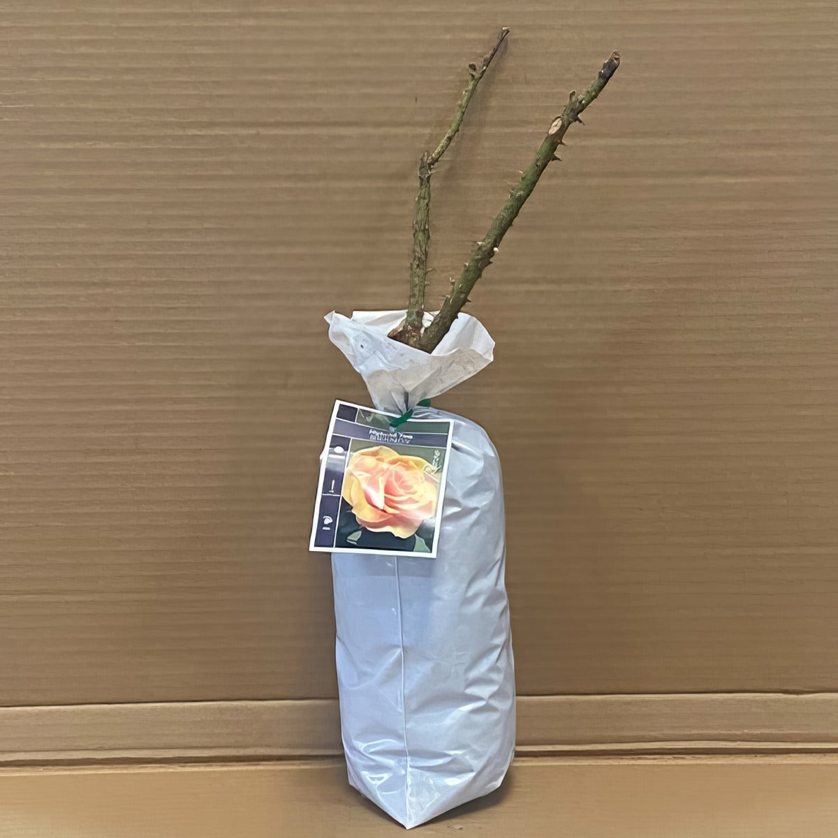 Rose Brandy Roshbra 2 - Garden Express Australia