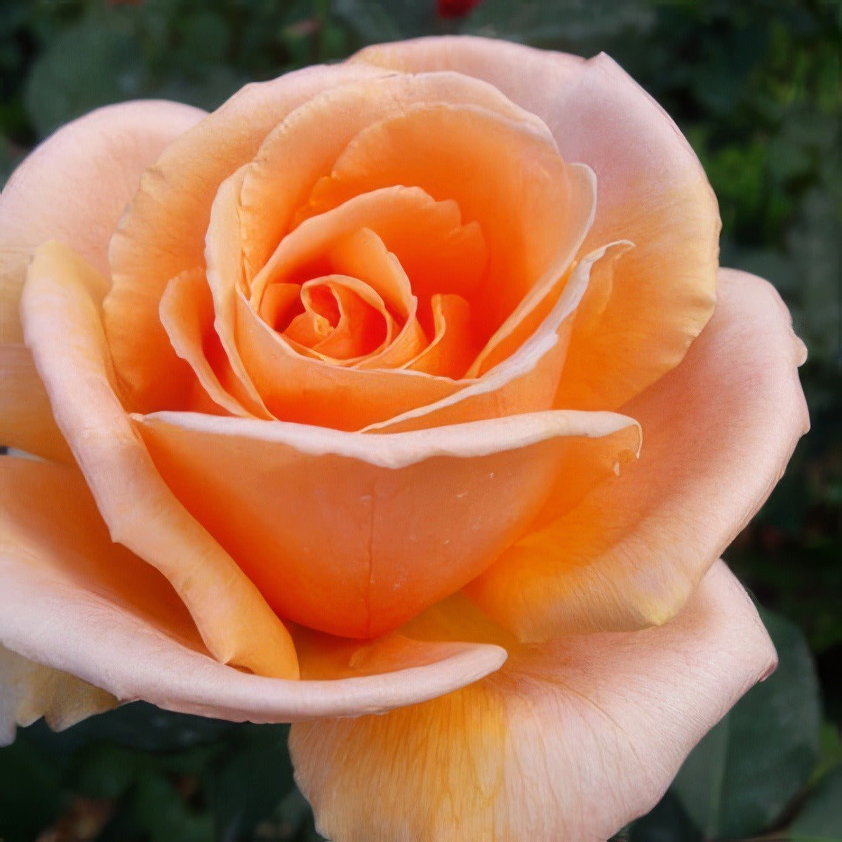 Brandy Roshbra - Garden Express Australia