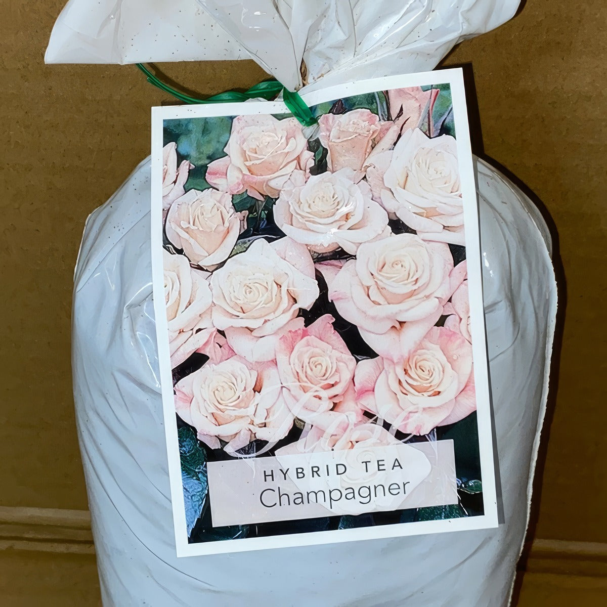 Rose Champagner Roshcha 1 - Garden Express Australia