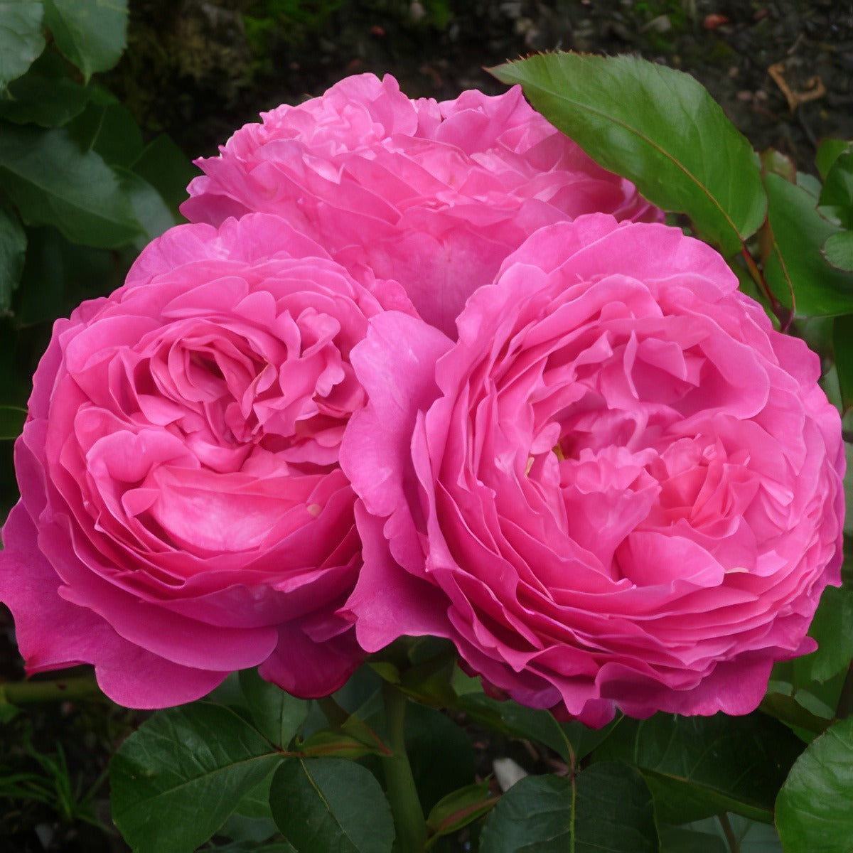 Childs Love Rose 15 Flickr - Garden Express Australia