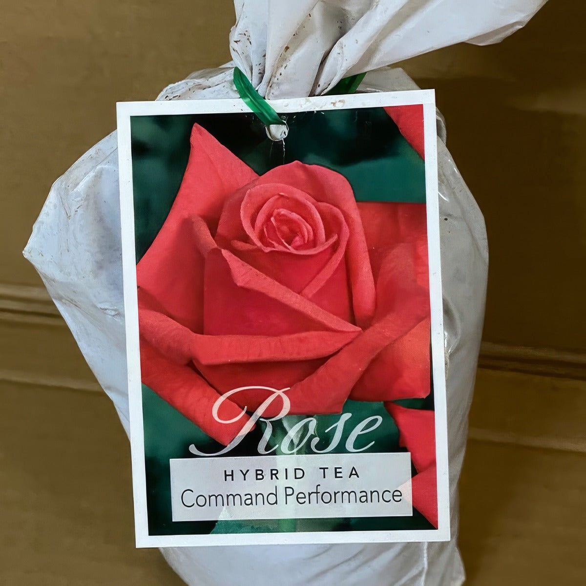 Rose Command Performance Roshcmp 1 - Garden Express Australia