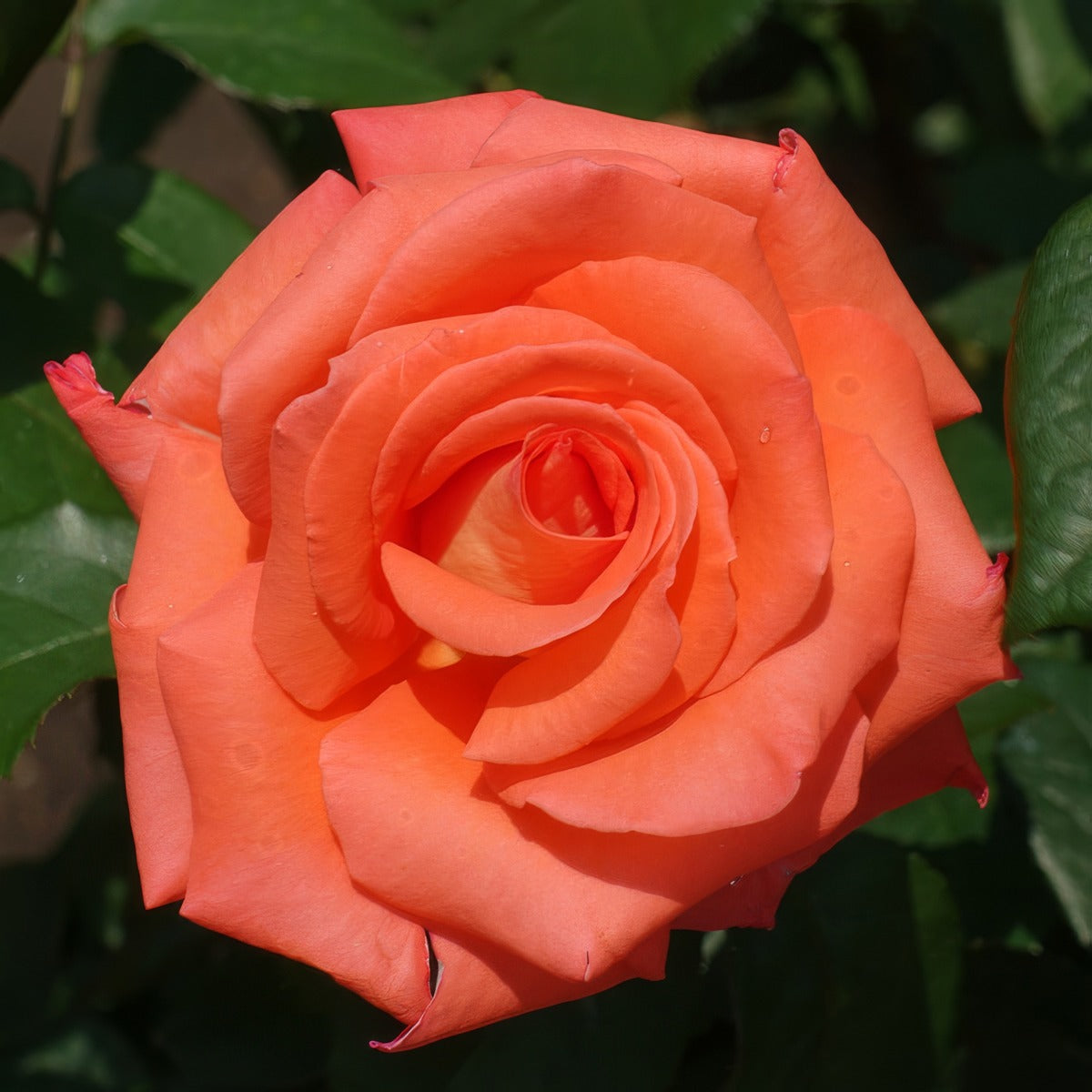 Rose Command Performance Roshcmp - Garden Express Australia