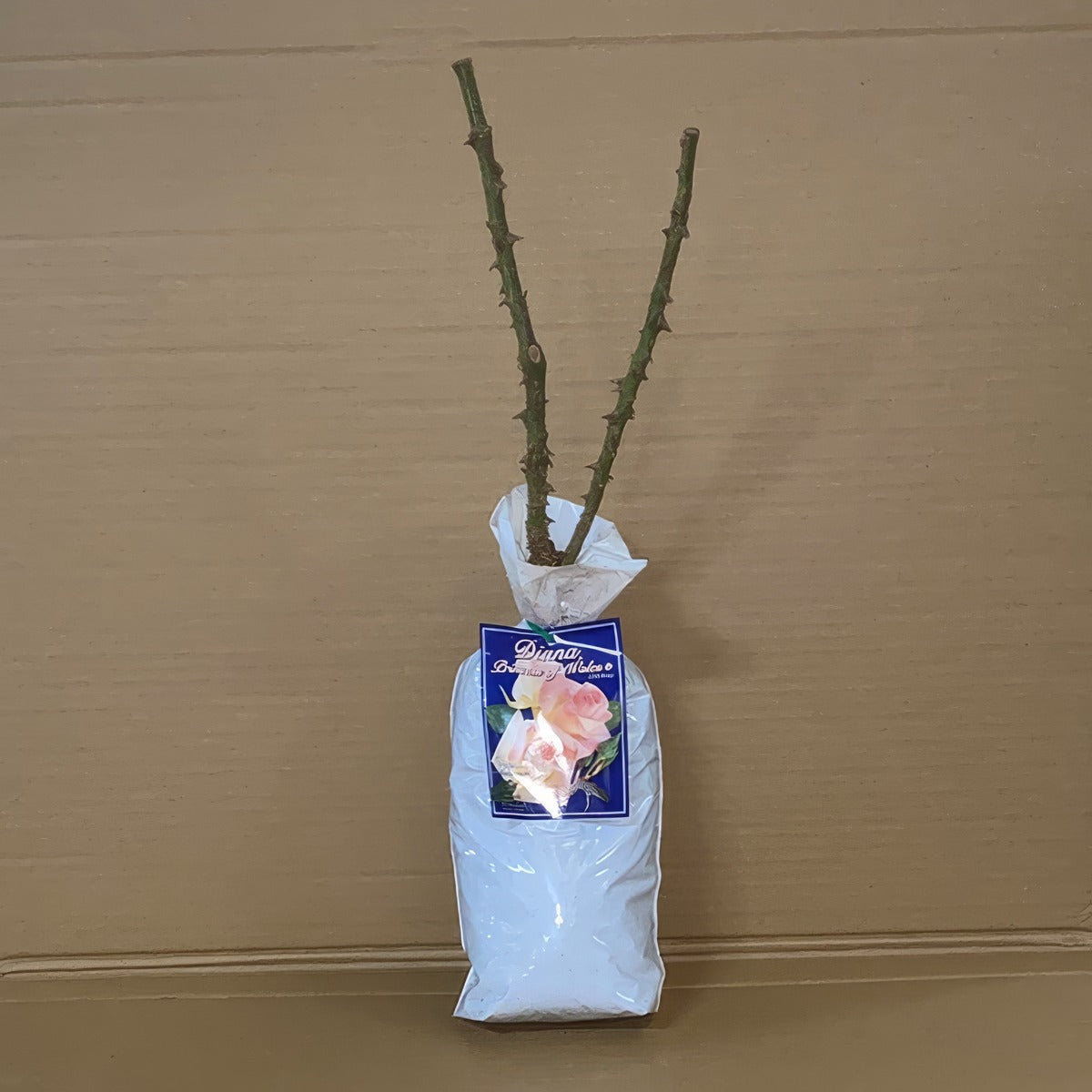 Rose Diana Princess Of Whales Roshdpw 2 - Garden Express Australia