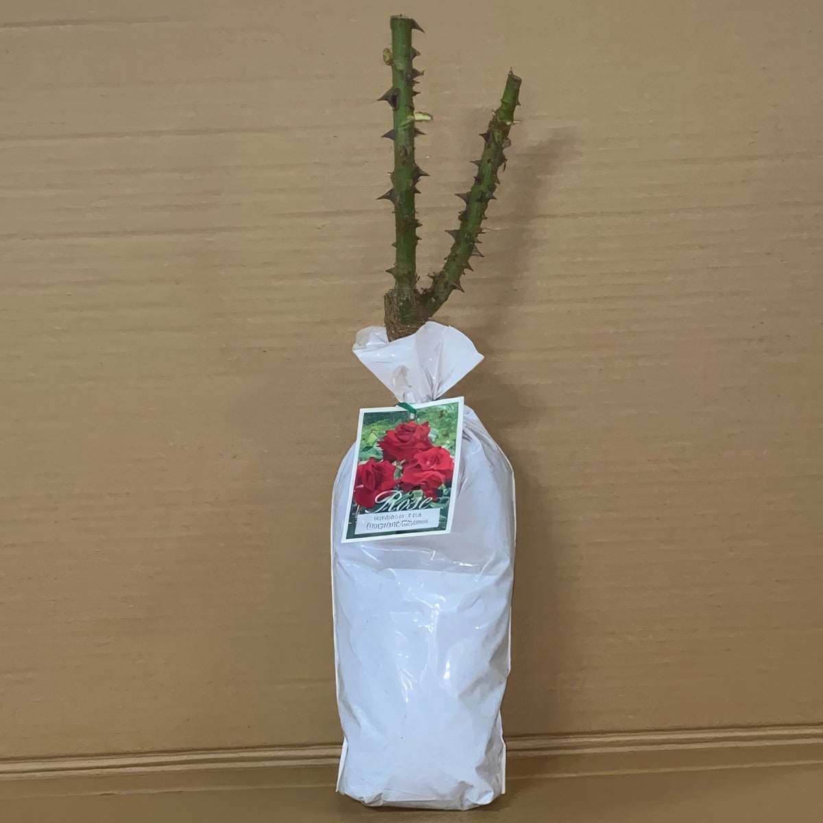 Rose Fragrant Charm Roshfch 1 - Garden Express Australia