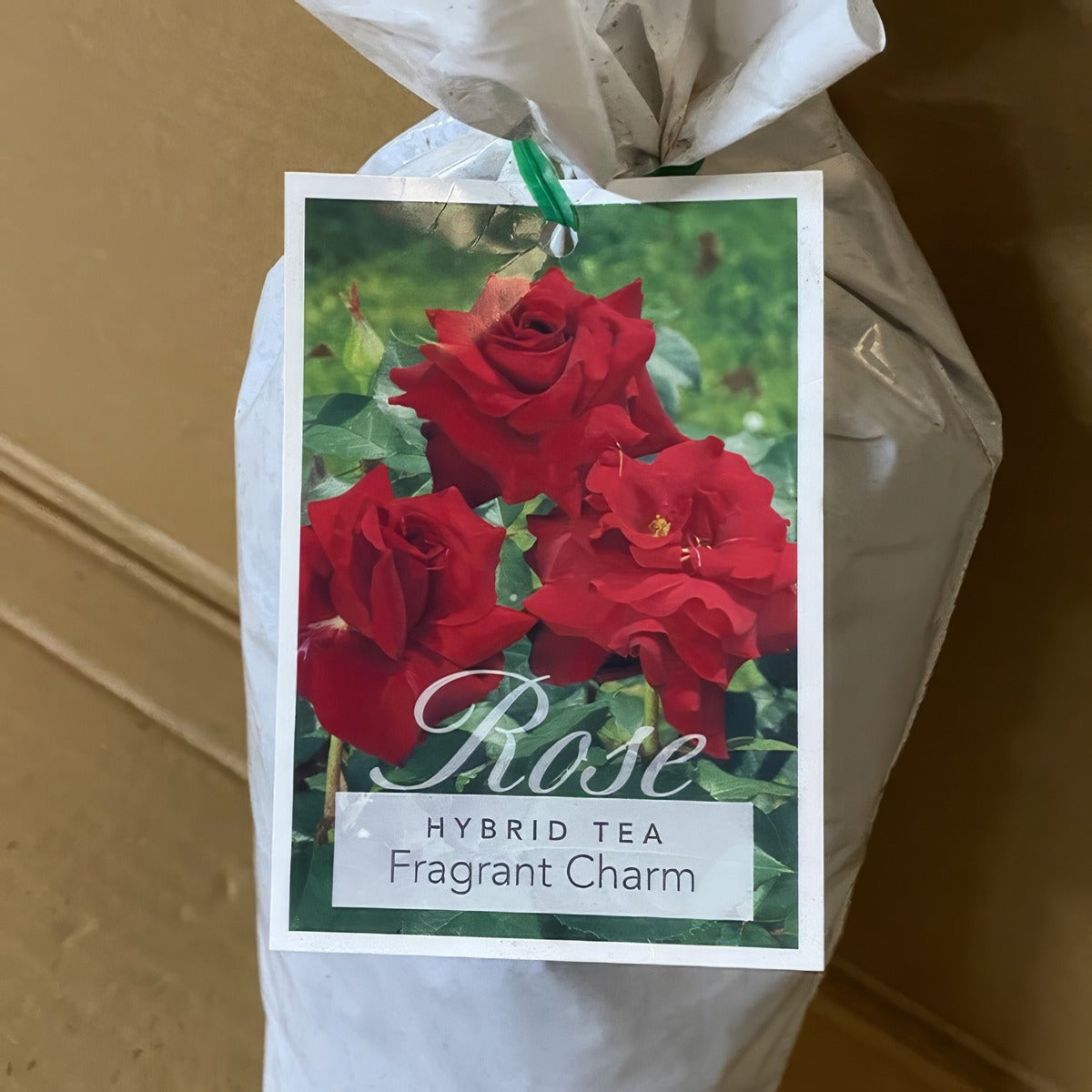 Rose Fragrant Charm Roshfch 2 - Garden Express Australia