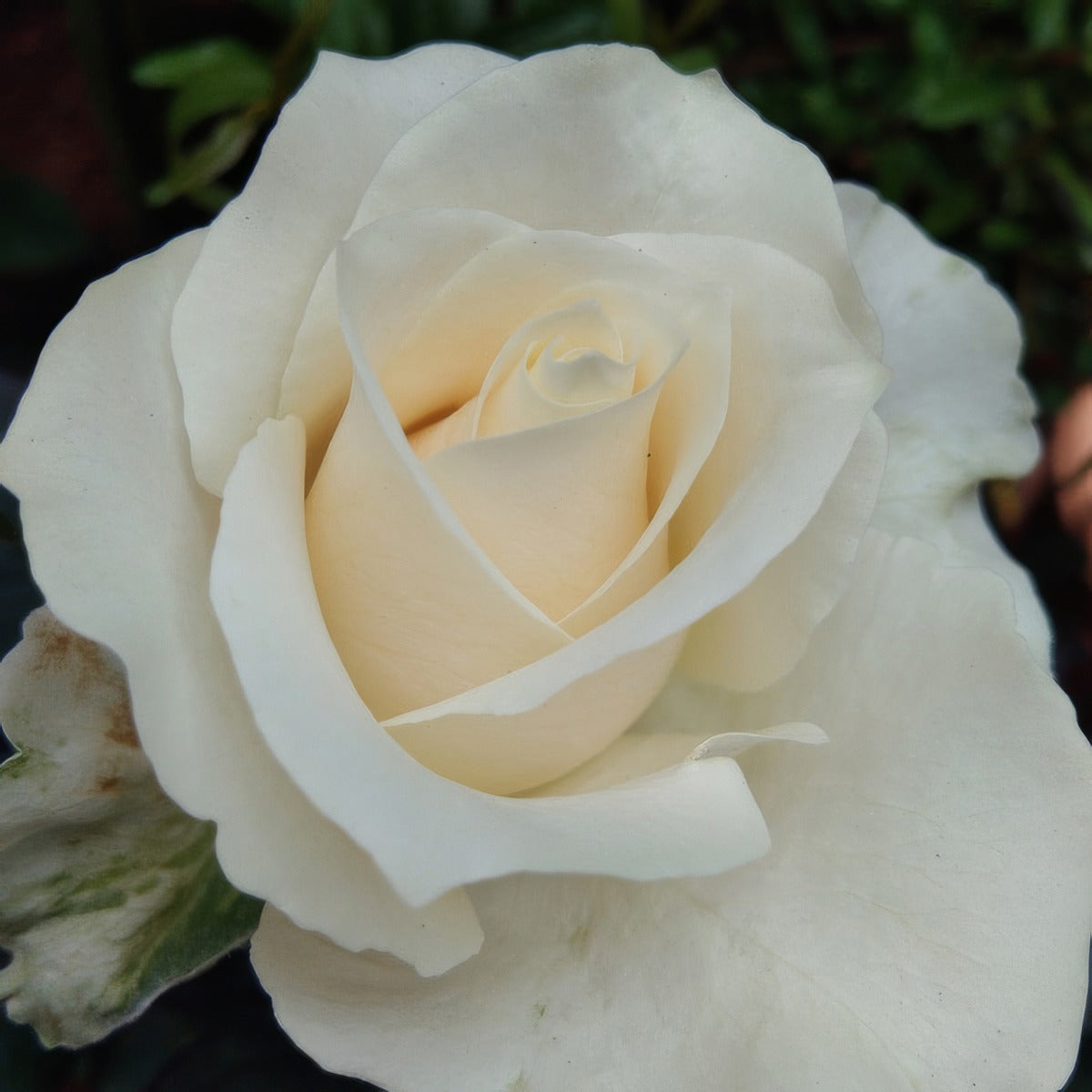 Rose Fresh Cream 2 Roshfcr - Garden Express Australia