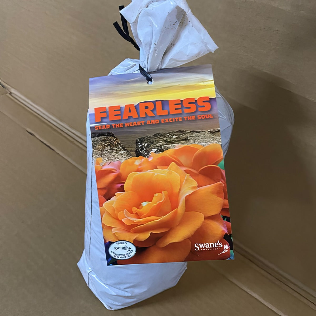 Rose Fearless Roshfea 2 - Garden Express Australia