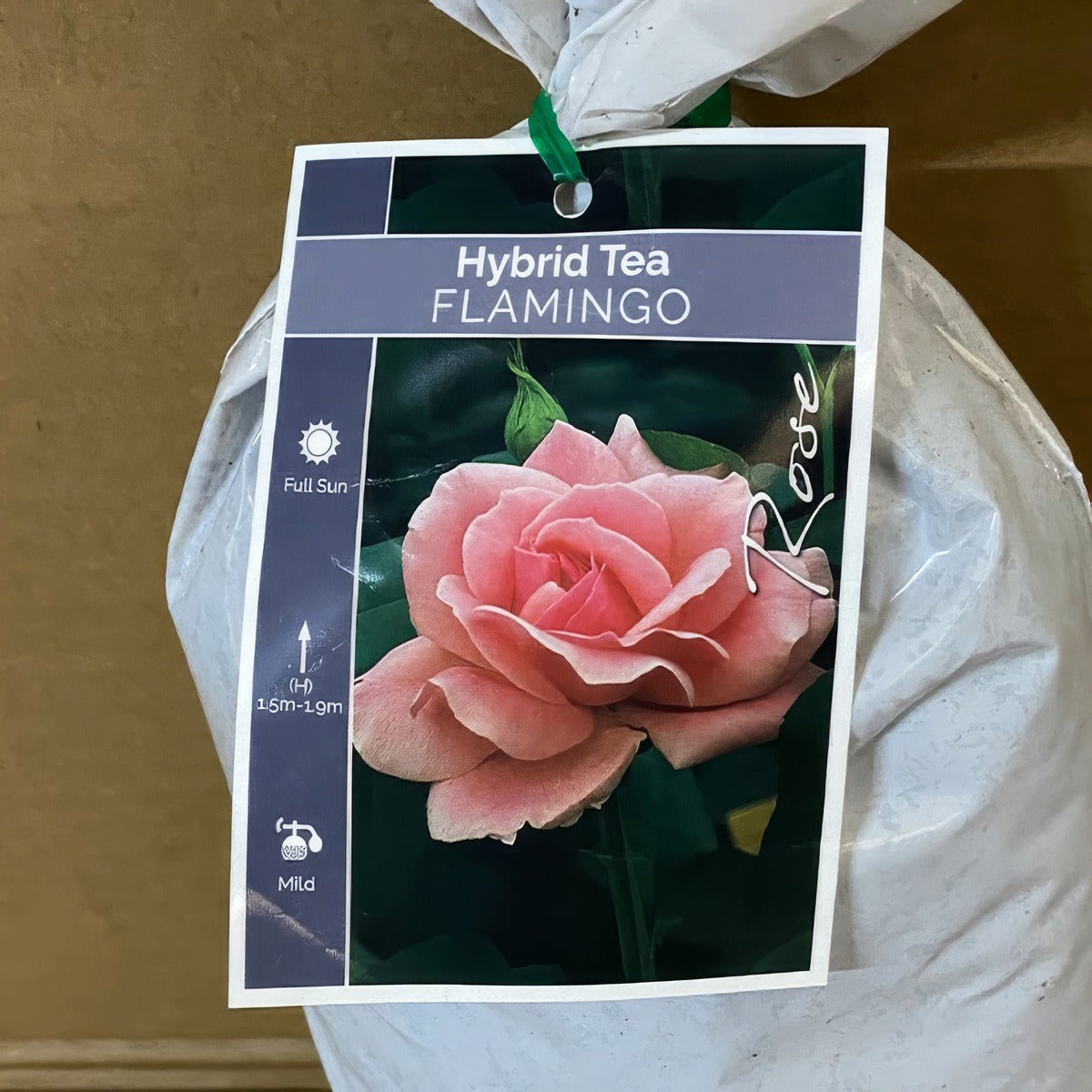 Rose Flamingo Roshfla 2 - Garden Express Australia