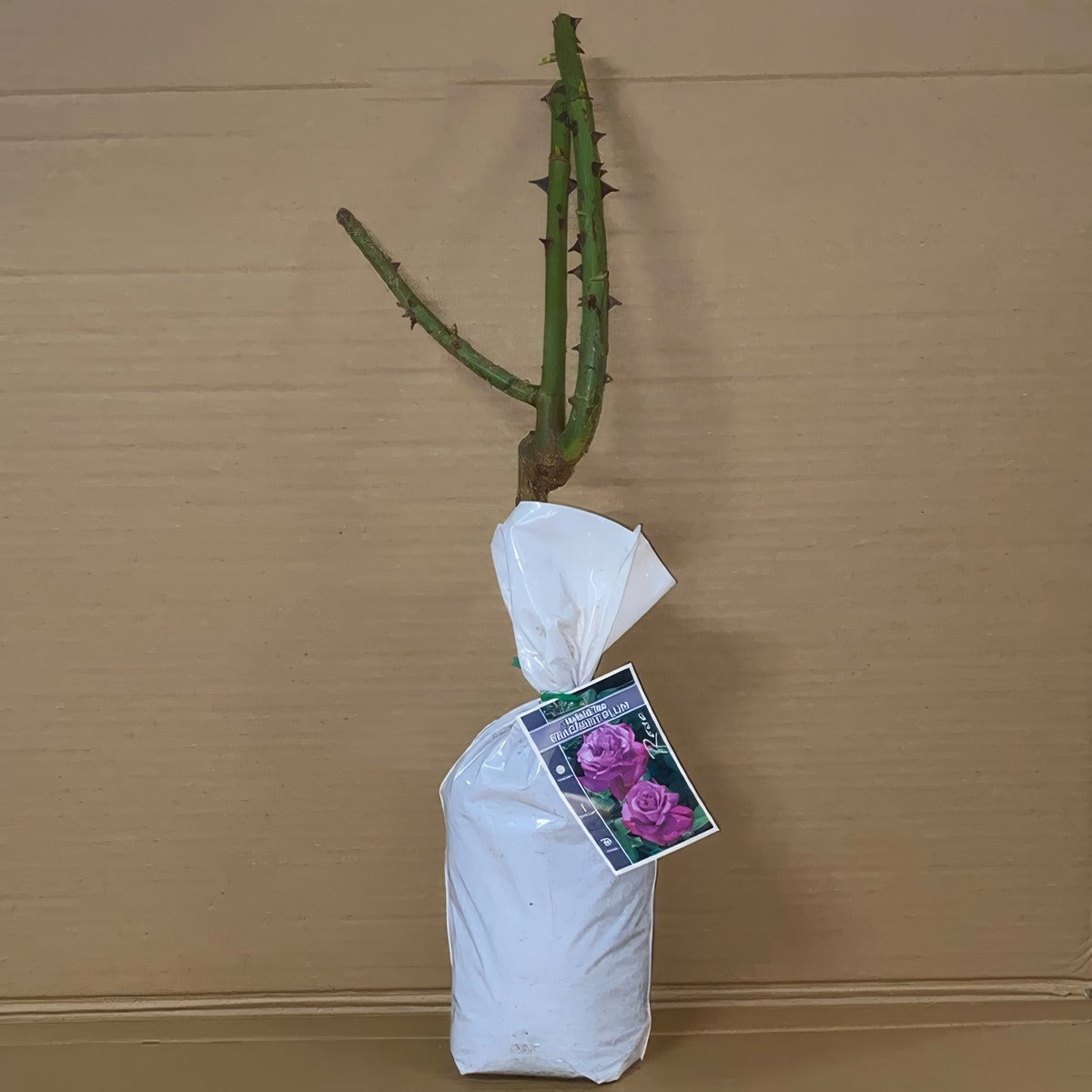 Rose Fragrant Plum Roshfpl 2 - Garden Express Australia