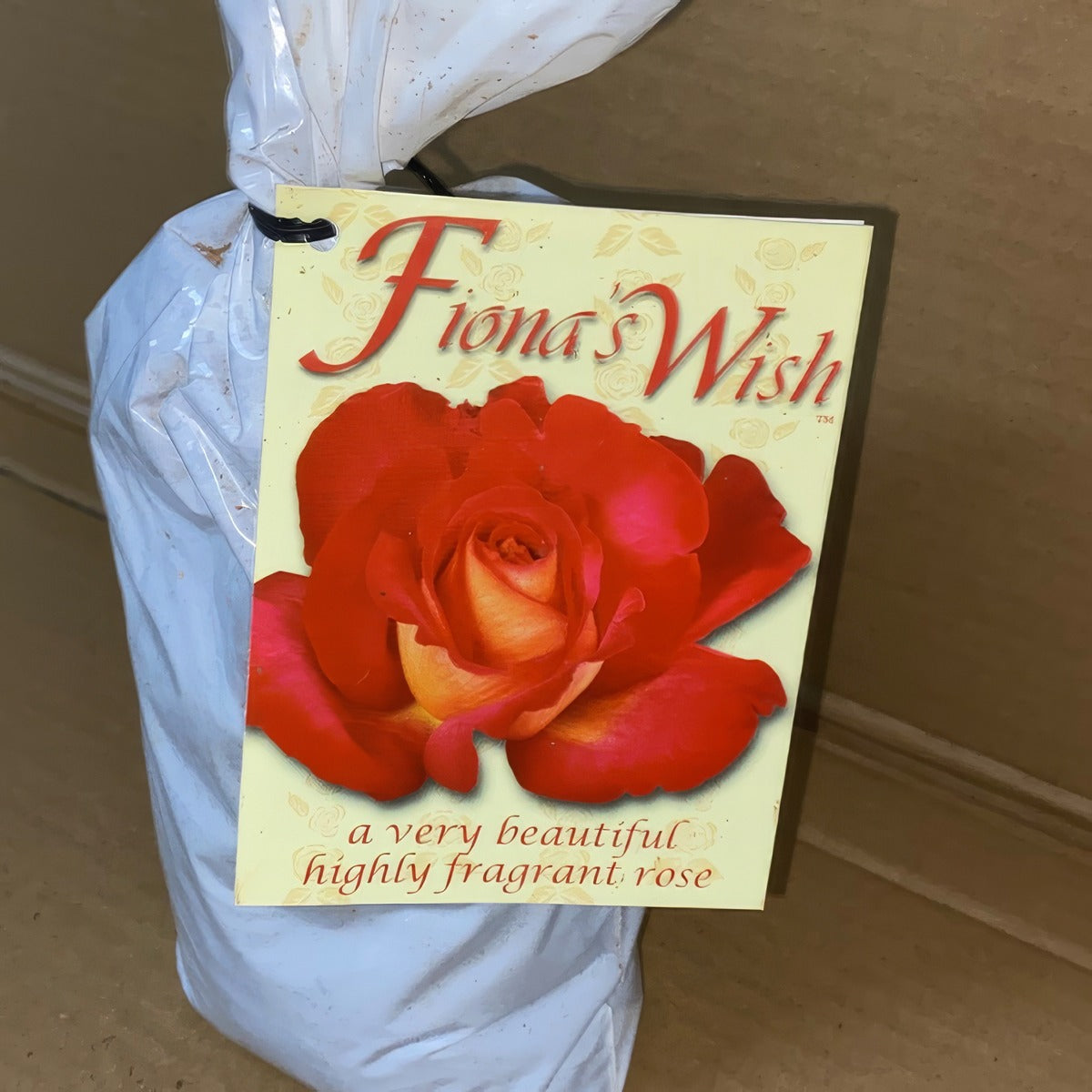 Rose Fiona S Wish Roshfwi 2 - Garden Express Australia