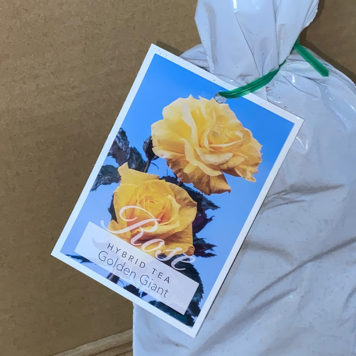 Rose Golden Giant Roshggi 1 - Garden Express Australia