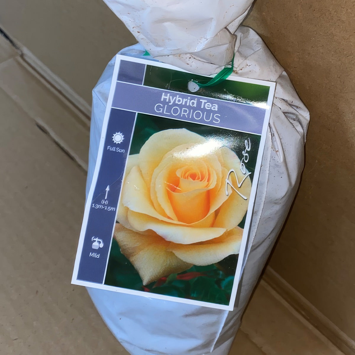 Rose Glorious Roshglo 1 - Garden Express Australia