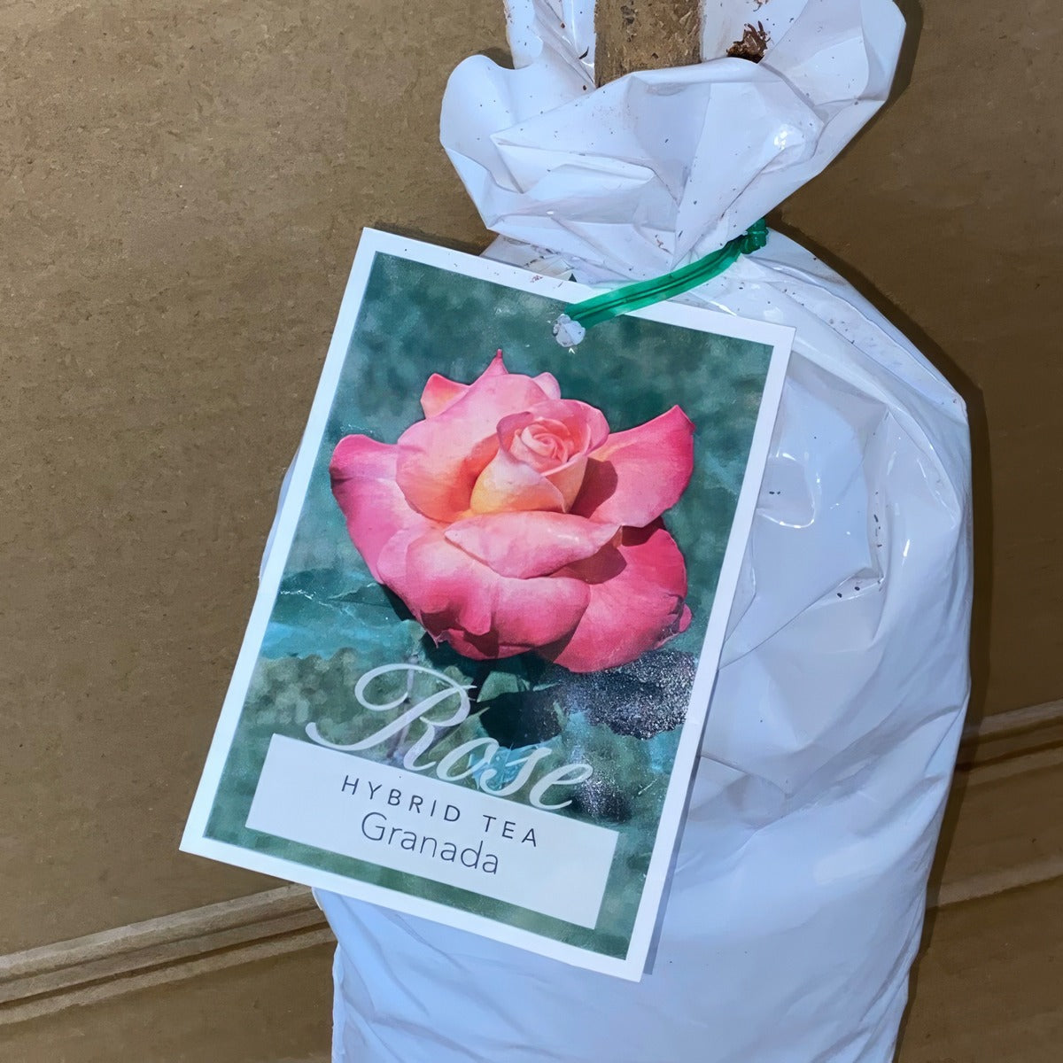 Rose Granada Roshgra 2 - Garden Express Australia