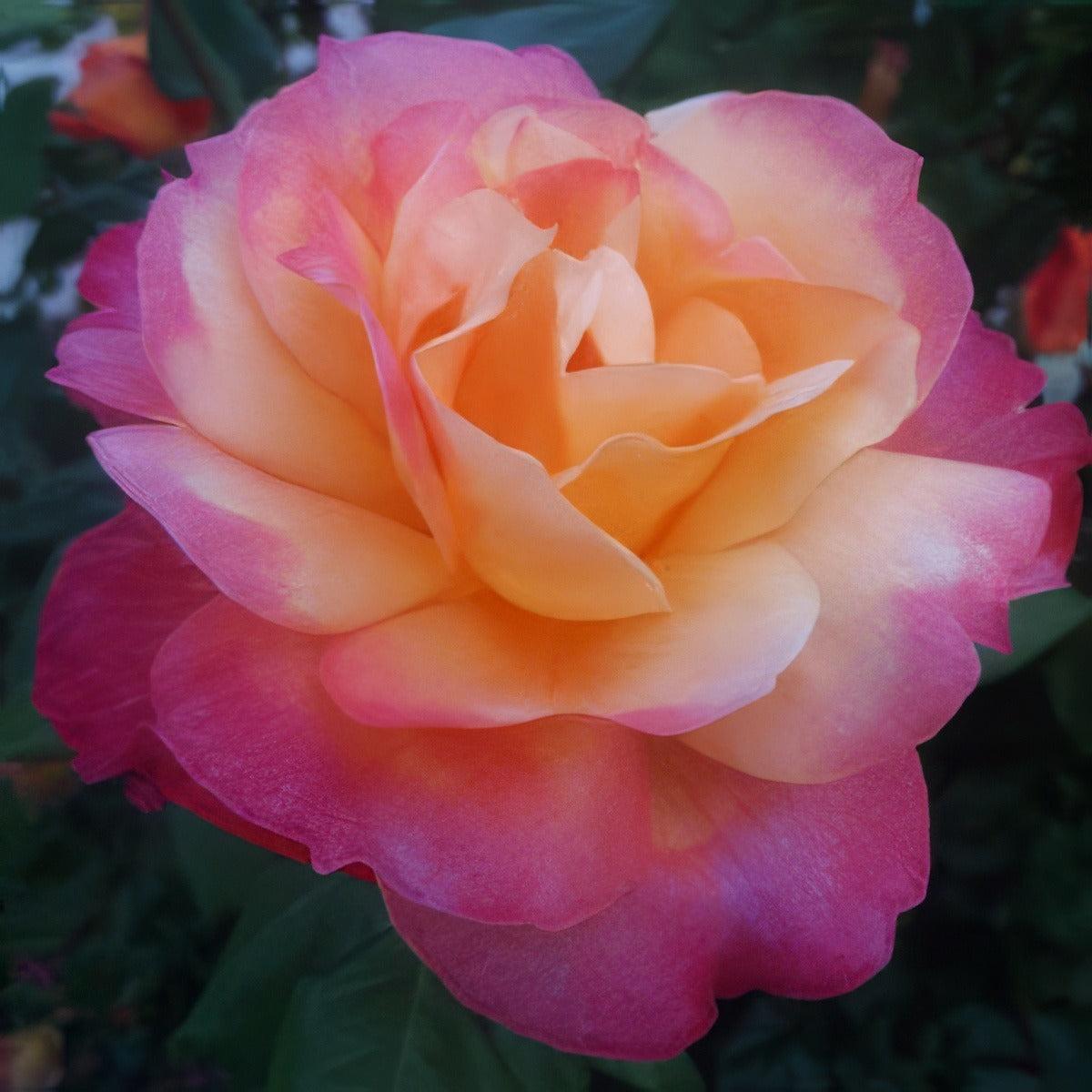Granada 2019 Roshgra - Garden Express Australia