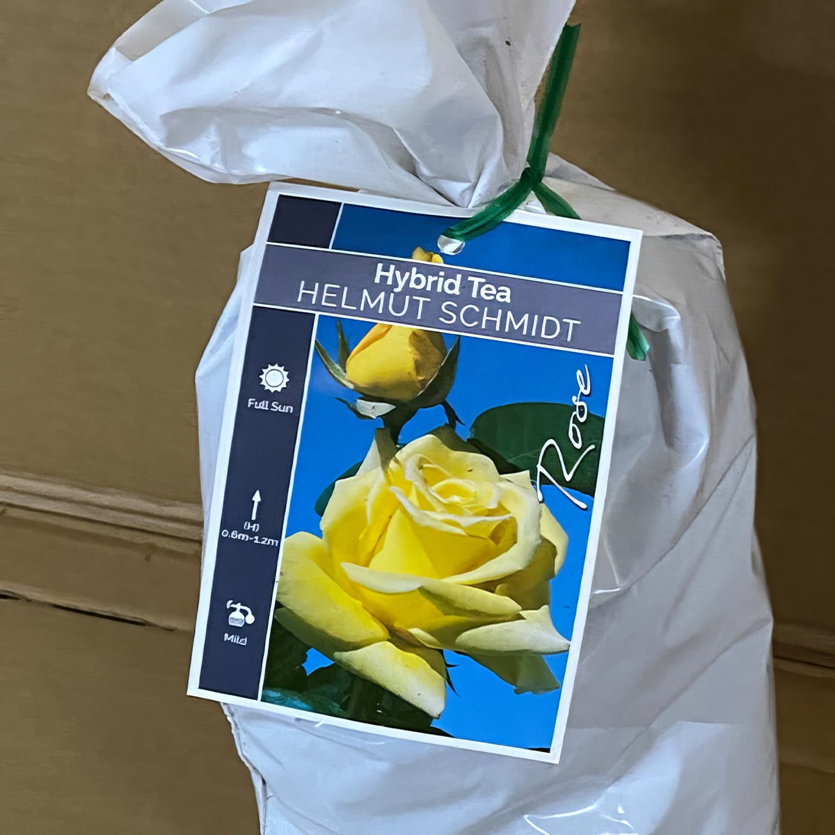 Rose Helmut Schmidt Roshhel 1 - Garden Express Australia