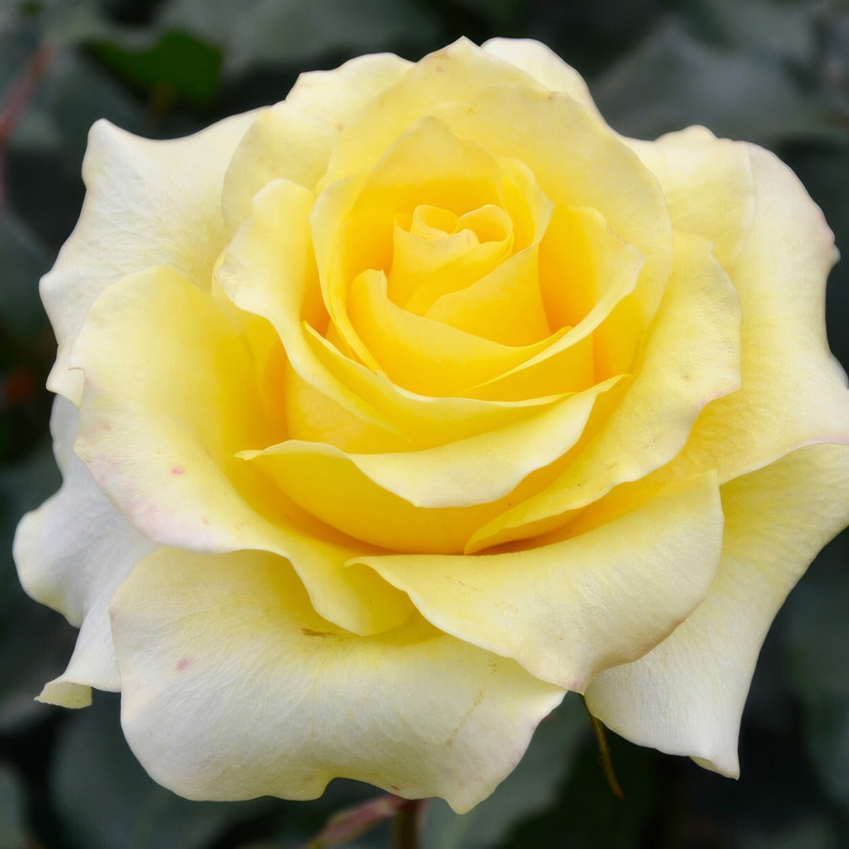 Rose Helmut Schmidt Roshhel - Garden Express Australia