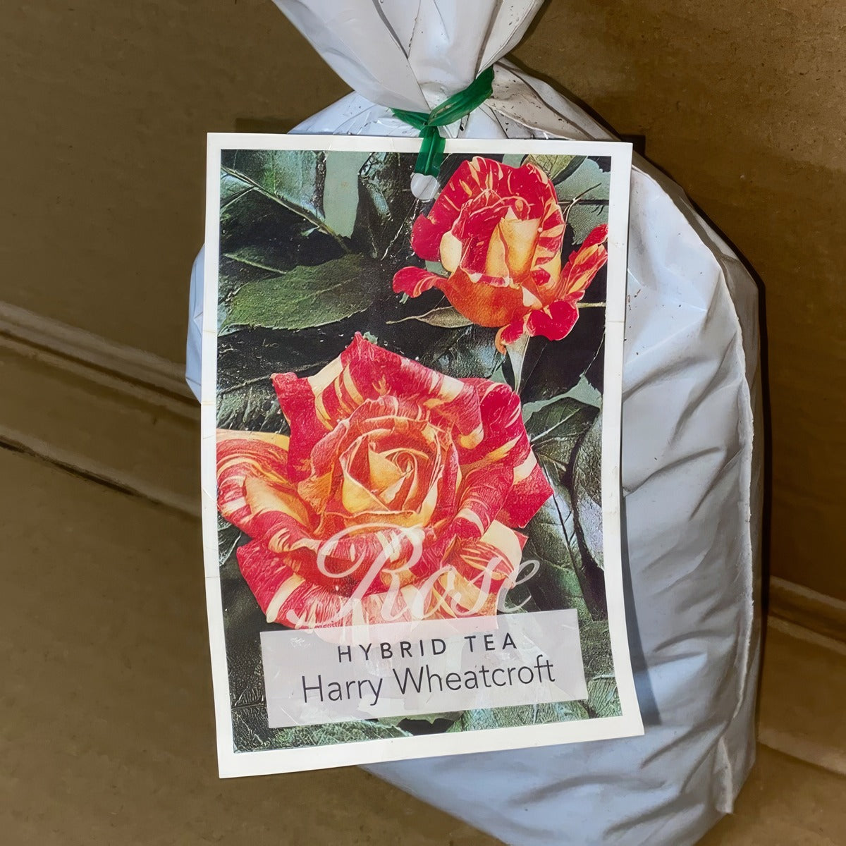 Rose Harry Wheatcroft Roshhwh 2 - Garden Express Australia