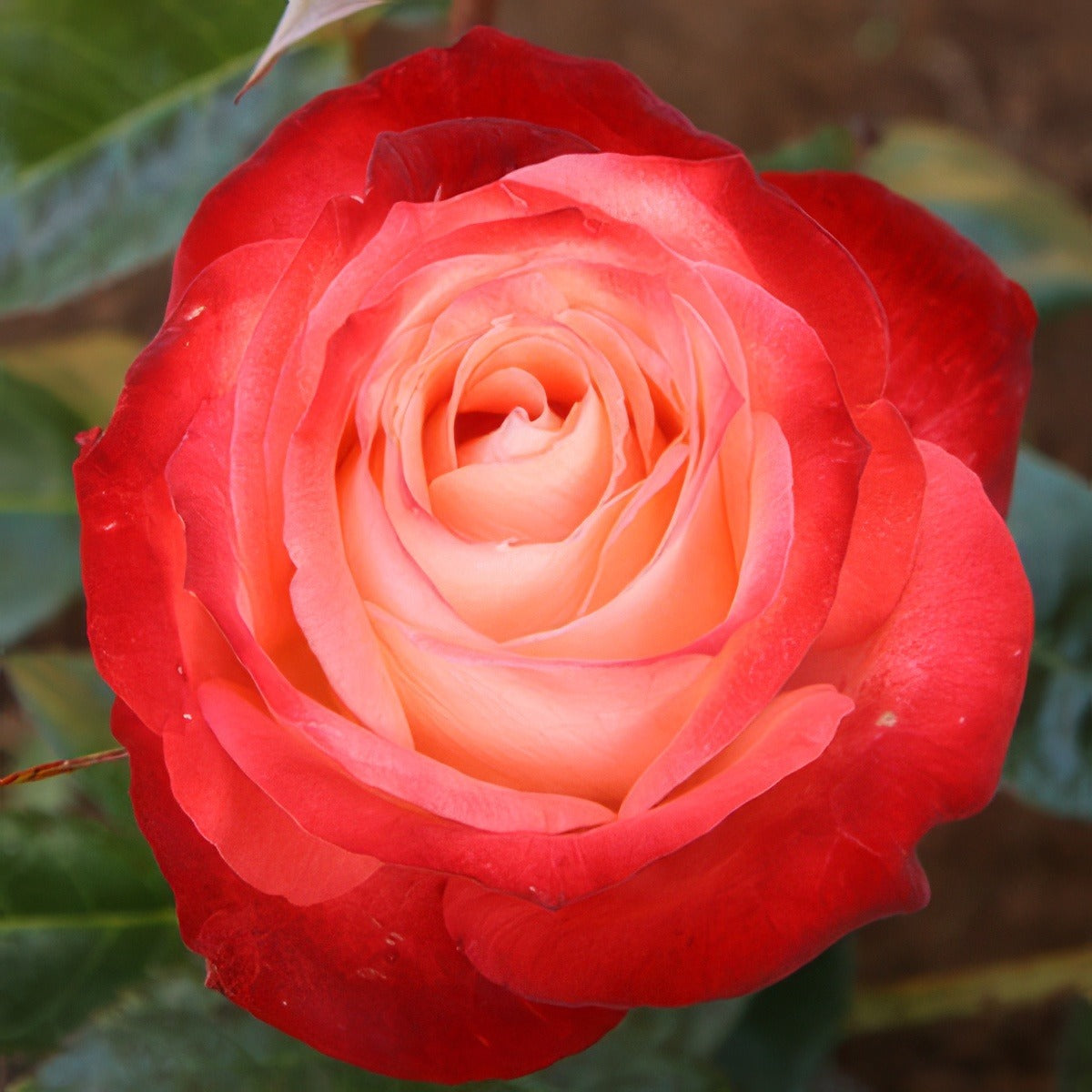 Joy Of Life Roshjol - Garden Express Australia