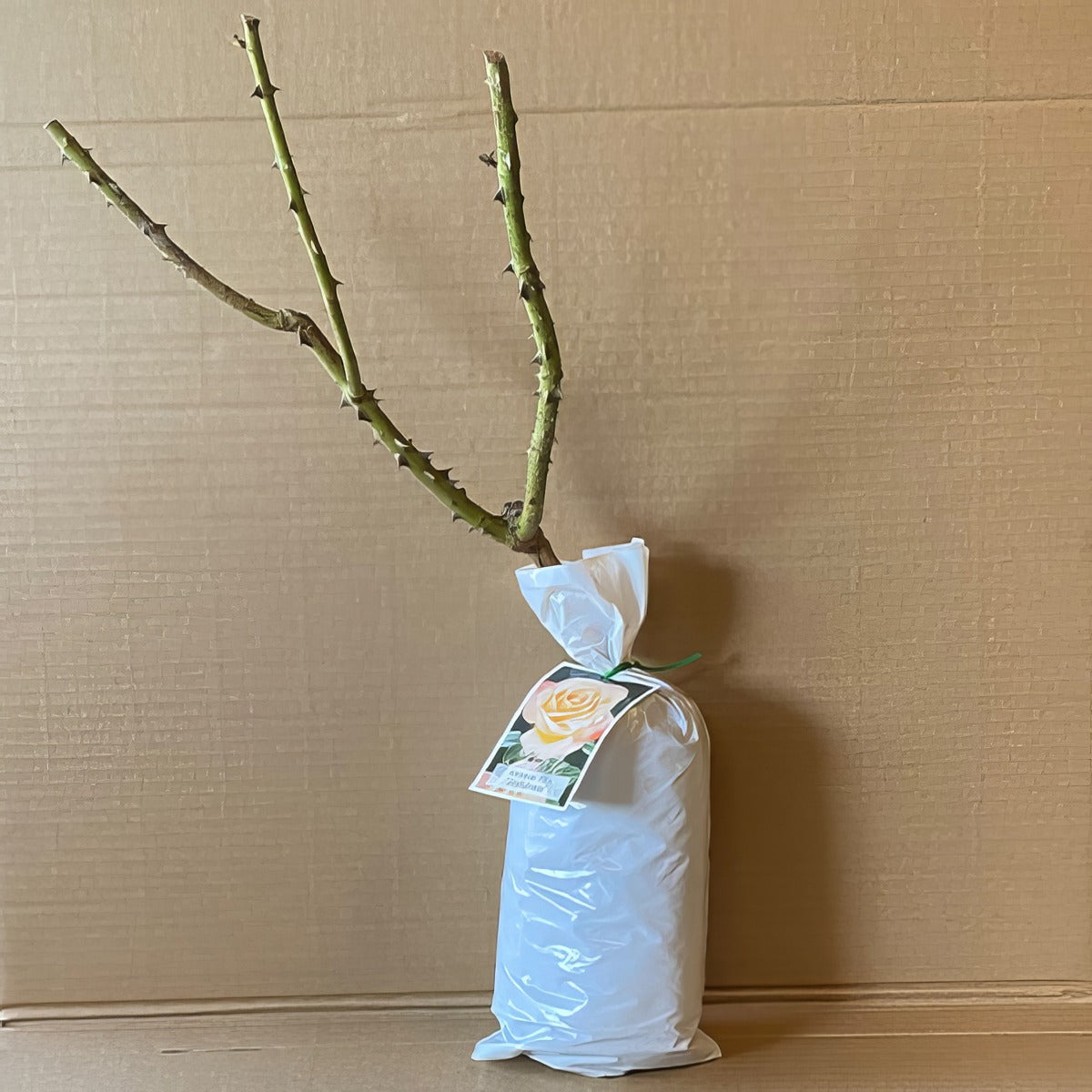 Rose Joyfulness Roshjoy 2 - Garden Express Australia