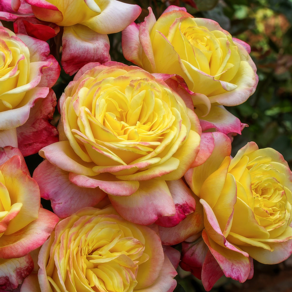 Rose Kordes Jubilee - Garden Express Australia