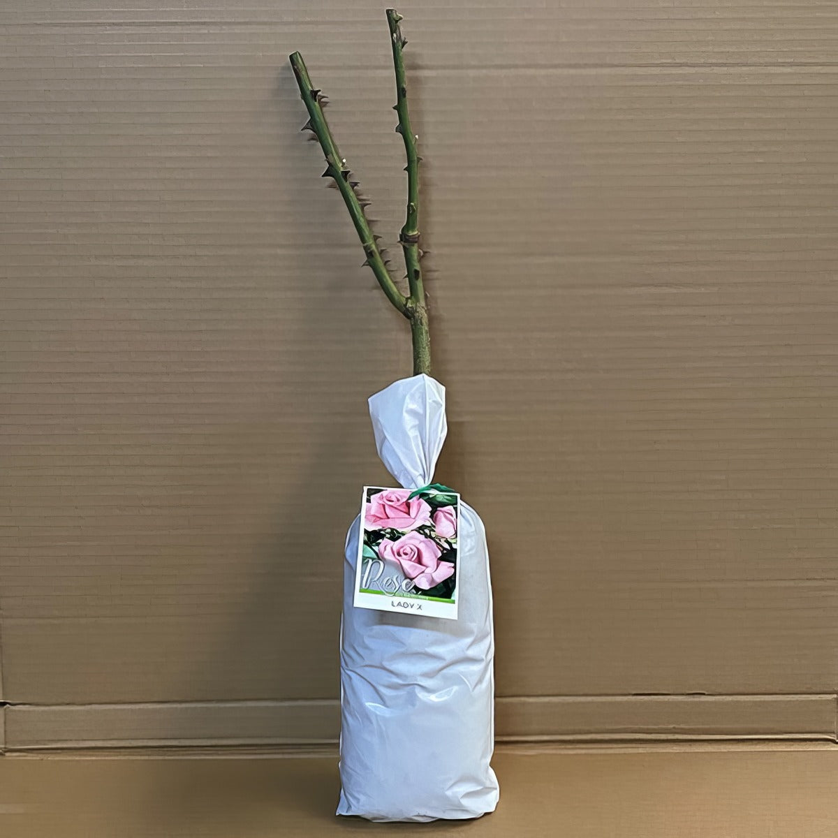 Rose Lady X Roshlax 1 - Garden Express Australia