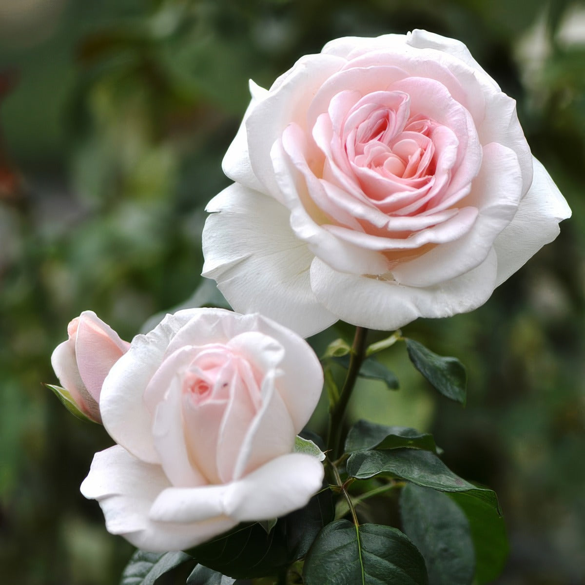 Rose Linked Hearts Roshlhe - Garden Express Australia