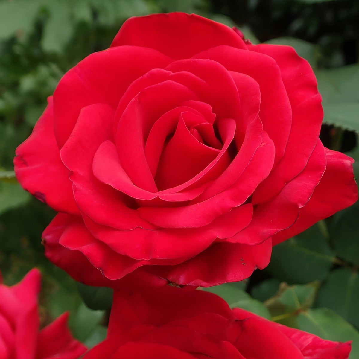 Rose La Marseillaise Roshlma - Garden Express Australia